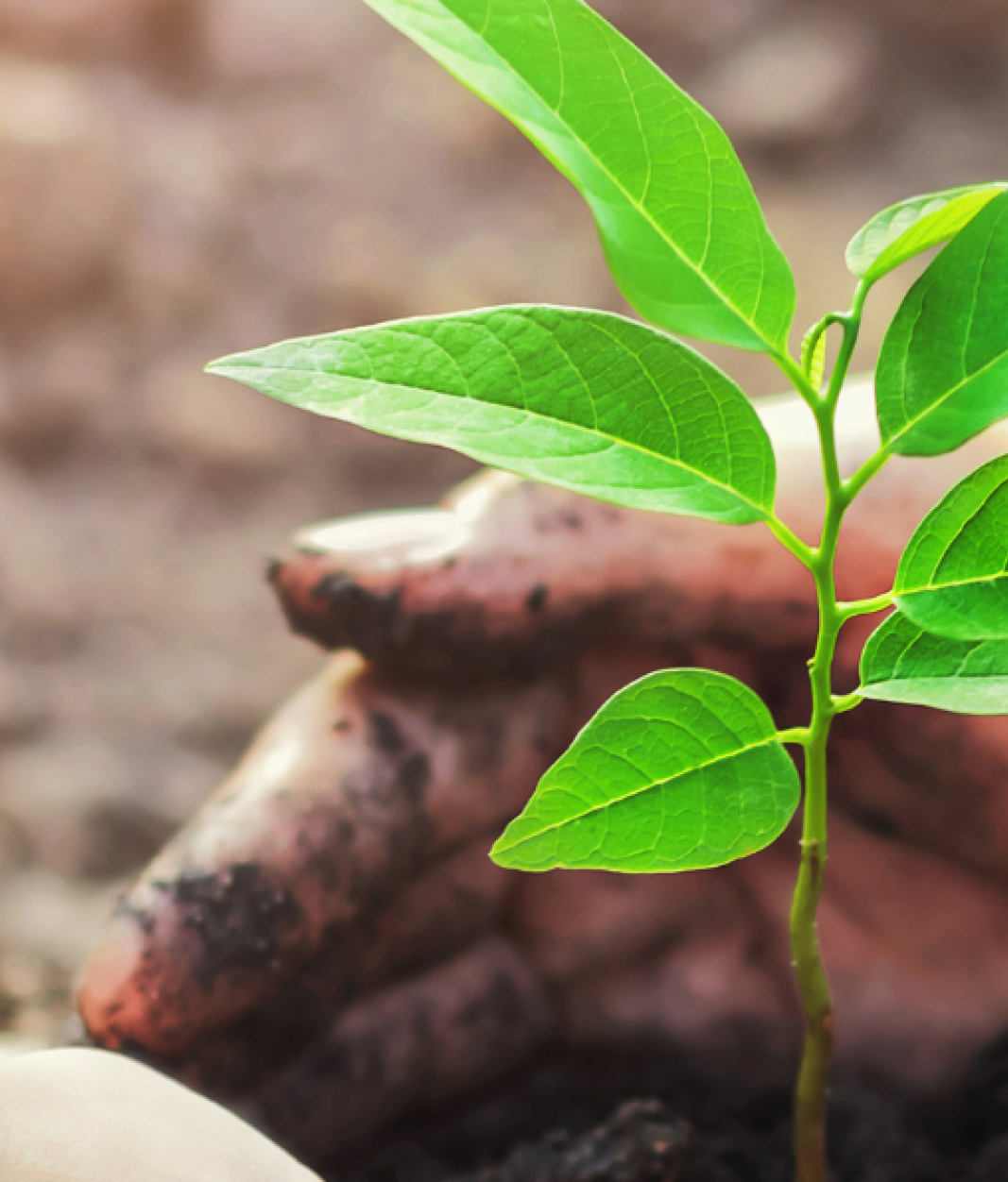 Hands protecting plant growing 