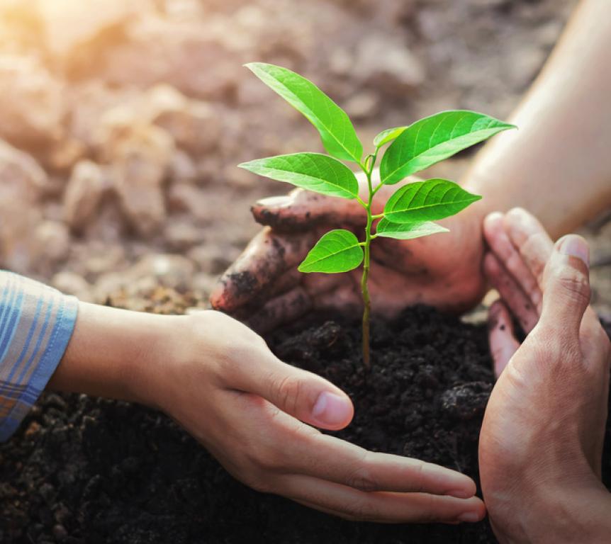 Hands protecting plant growing 