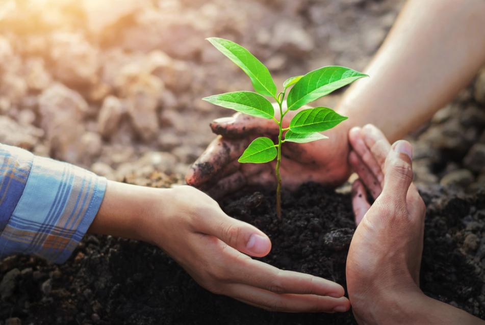 Hands protecting plant growing 